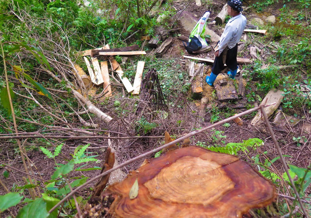 ​Wood from forests in northern Vietnam secretly sold to China