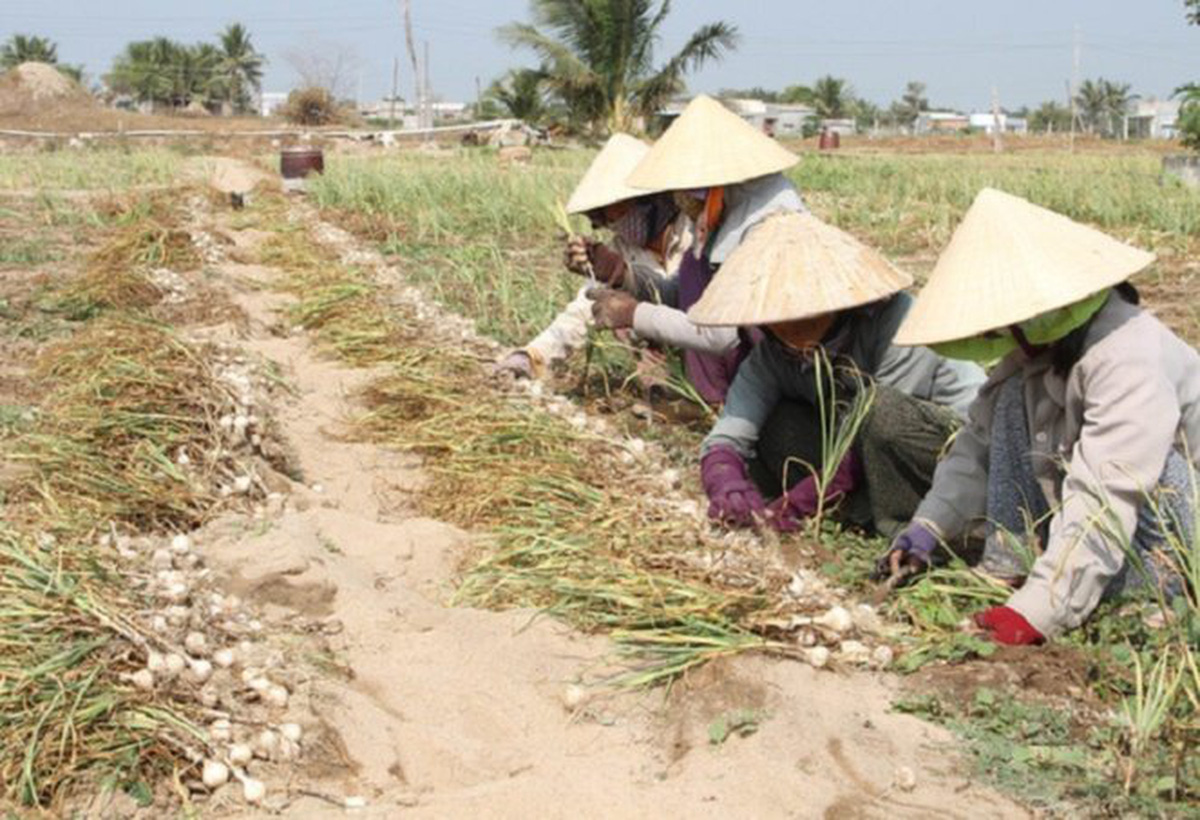 ​Japan’s Nikken to grow elephant garlic on Vietnam’s Ly Son Island