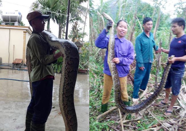 ​Locals caught cooking pythons for paste in central Vietnam