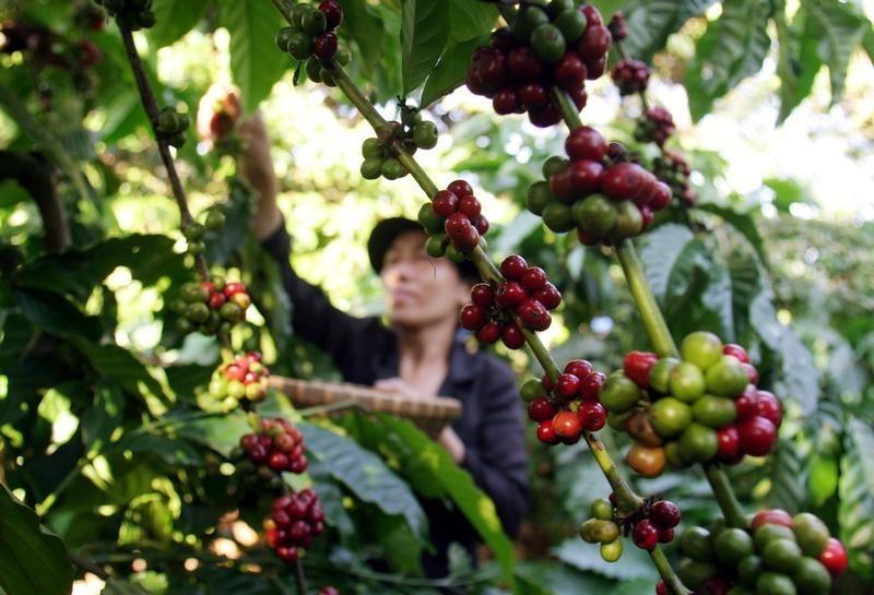 Vietnam's local coffee prices drop, Indonesia premium tightens