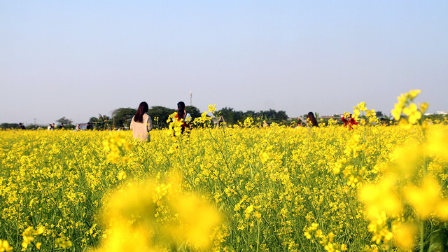 A canola field is filled with its signature yellow blooms in a Hanoi suburb. Photo: Tuoi Tre