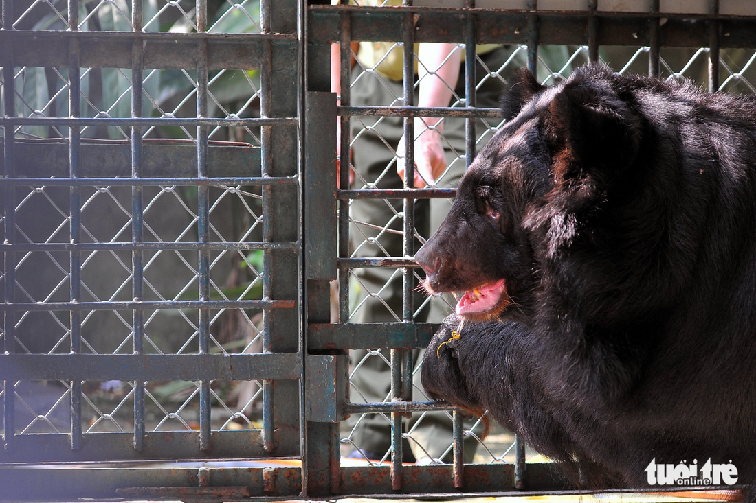 ​Captive bears implanted with new microchip in Vietnam