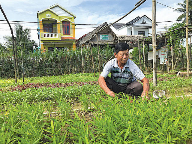 ​Vietnamese vegetable farmer turns over a new leaf by switching to organic model