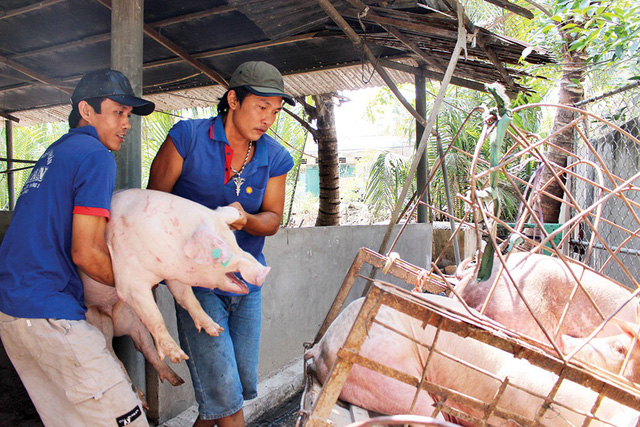 Vietnamese pig farmers losing to foreign rivals on home soil