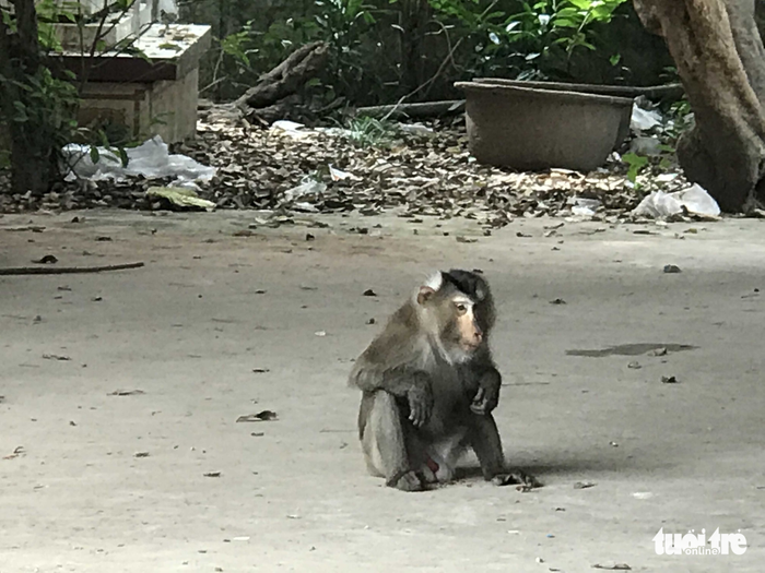 ​Monkey terrorizes neighborhood in southern Vietnam