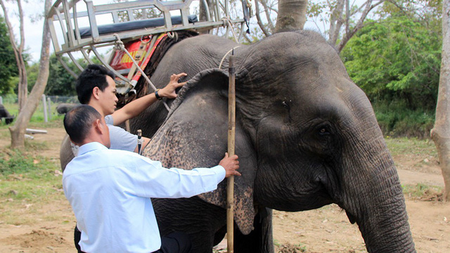 ​Housed elephants implanted with microchips in Vietnam’s Central Highlands 