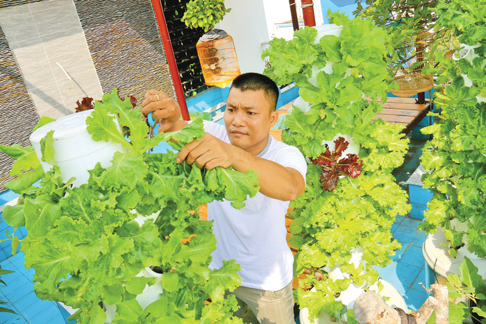 ​Saigonese turn to homegrown veggies for meals, Tet gifts