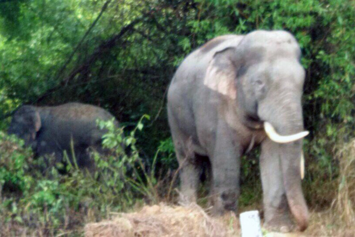 ​Wild elephants repeatedly ravage crops in southern Vietnam