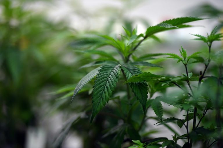 Australia to permit medicinal cannabis exports in bid to capture lucrative market