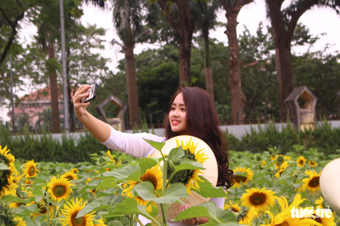 ​Sunflowers bloom in Hanoi (photos)