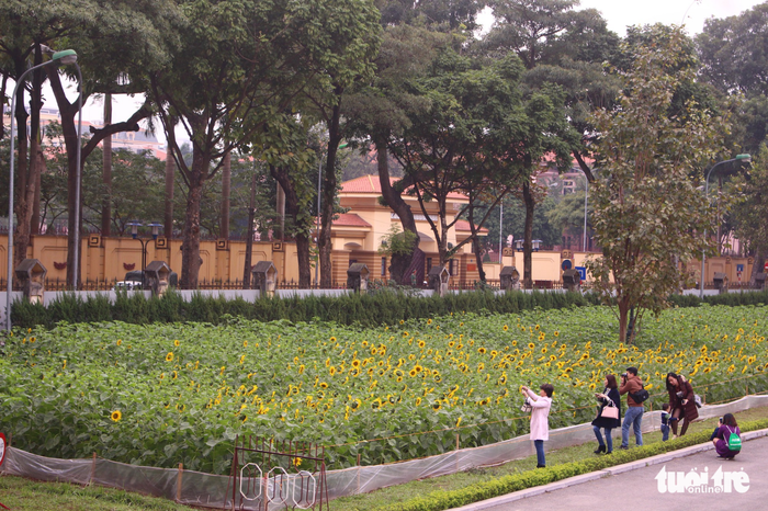 The sunflower garden covers an area of 2,000 square meters within the Imperial Citadel of Thang Long.