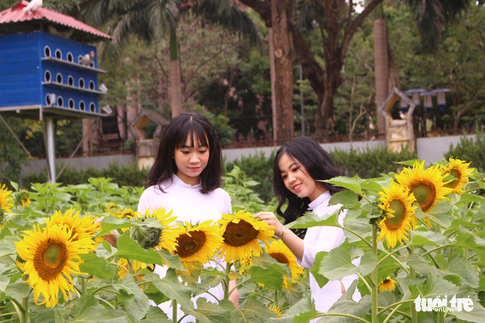 ​​Sunflowers bloom in Hanoi (photos)