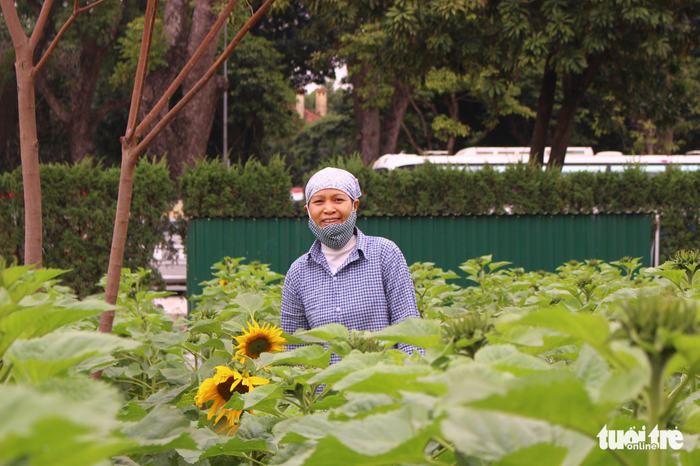 An employee at the second sunflower garden