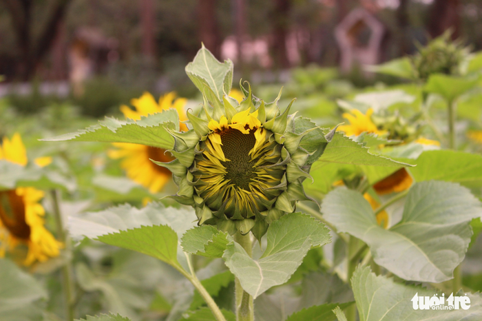 A sunflower is about to blossom at the second garden.