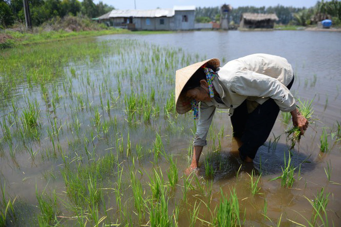 ​Vietnam’s Mekong Delta residents internally migrate due to climate change: researches