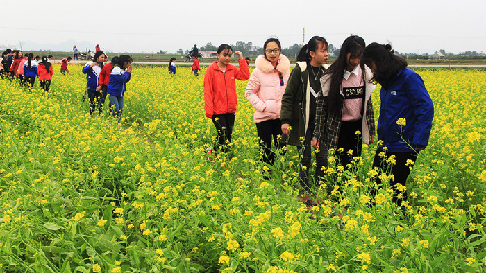 Brilliant yellow field of winter cresses attracts tourists in north-central Vietnamese province