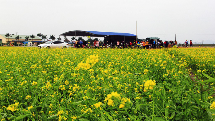 Visitors gather at the entrance to the winter cress field in Thanh Hoa Province, north-central Vietnam. Photo: Tuoi Tre
