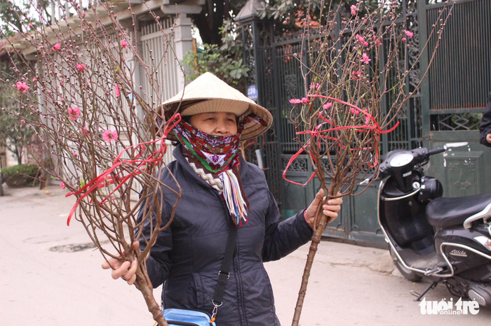 Florists from Nhat Tan Ward sell the cherry blossom branches for the last full moon of the lunar year. Photo: Tuoi Tre