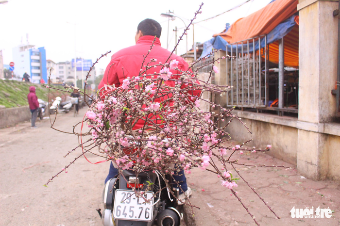 A buyer carries his branch of blossom home on a motorbike. Photo: Tuoi Tre