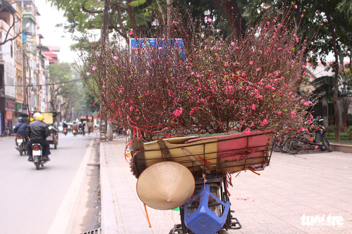 A bicycle loaded with cherry blossoms parks on Thuy Khue Street. Photo: Tuoi Tre