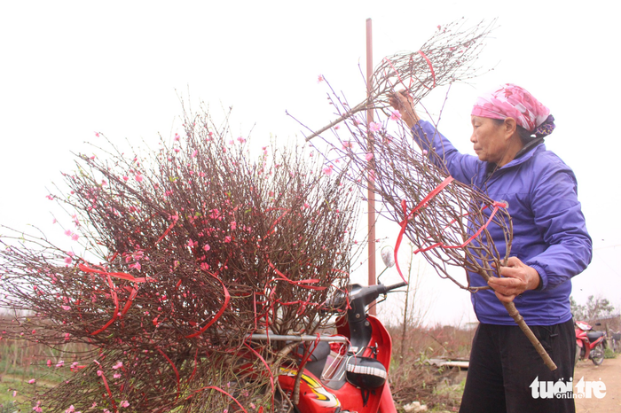 Hien, a resident of Nhat Tan Ward, is cutting branches of early blooming blossoms. She is about to sell them at the market. Photo: Tuoi Tre