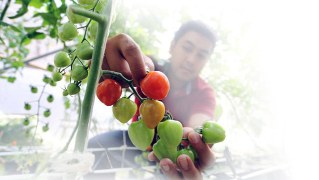 ​Saigonese trek to Da Lat to inspect vegetable farms before purchase