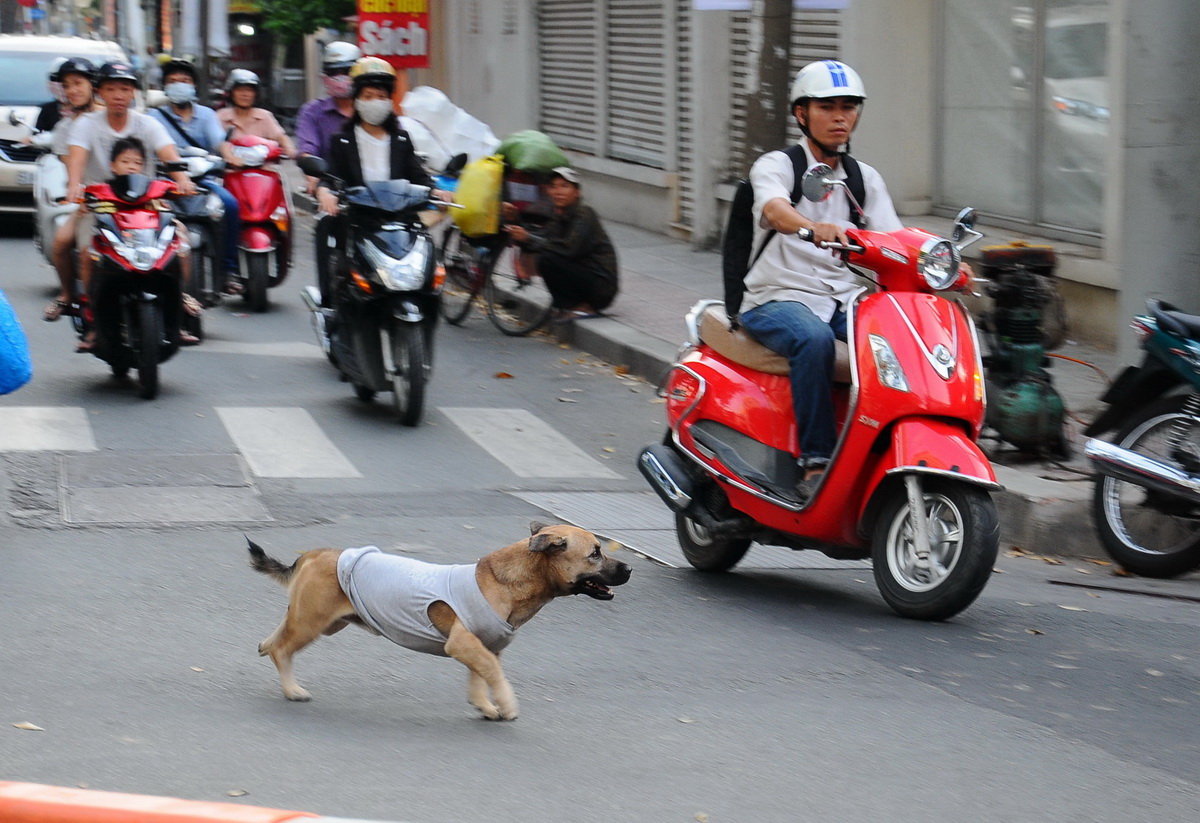 ​Hanoi about to require dog, cat registration