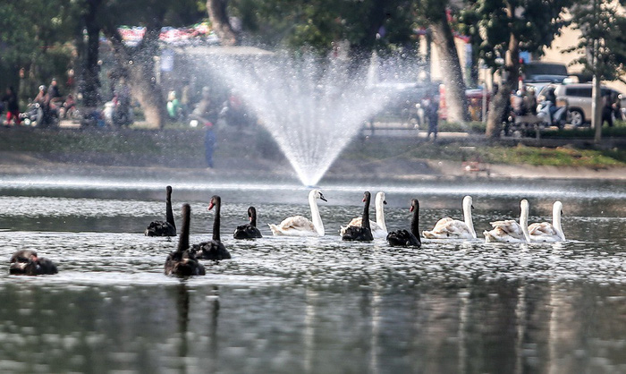Hanoi stops releasing swans into Hoan Kiem Lake amid differing opinions   