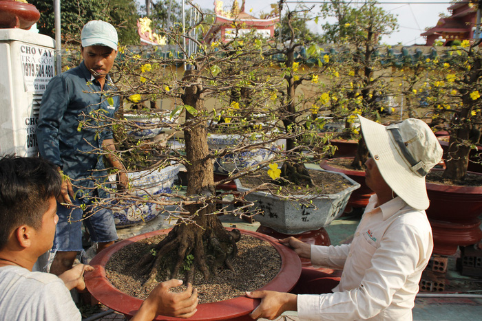 Men move a pot of blooming apricot tree. Photo: Tuoi Tre