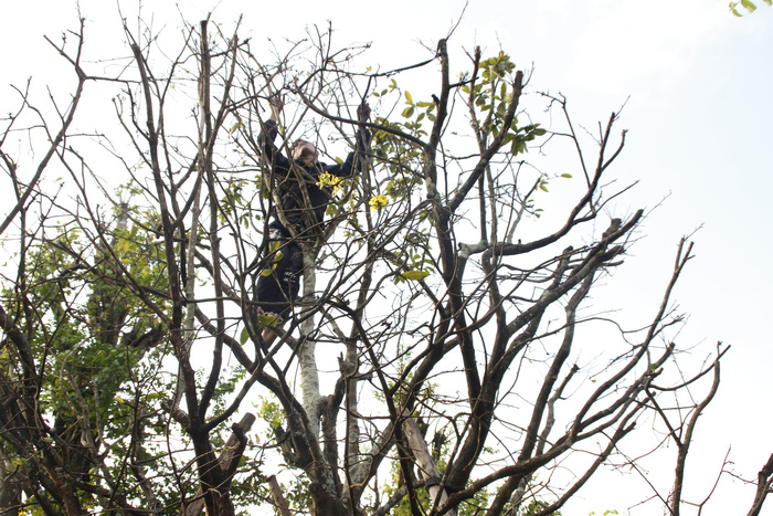 A man climbs a many-year-old apricot tree to remove its leaves to stimulate its blossoming. Photo: Tuoi Tre