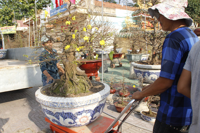 Men move a pot of blooming apricot tree. Photo: Tuoi Tre