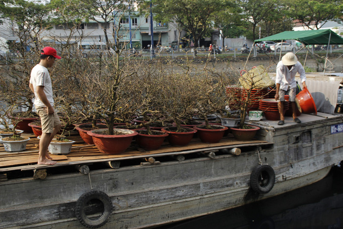 Apricot trees on a boat, ready to be moved onshore.  Photo: Tuoi Tre