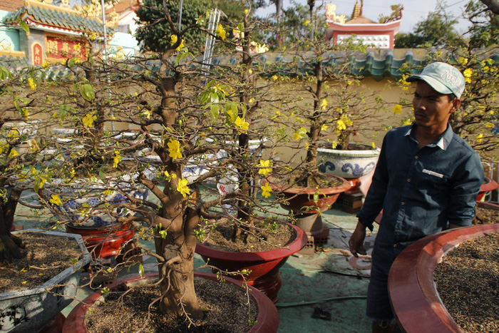 Apricot blossom market in Saigon thrives with Tet around corner