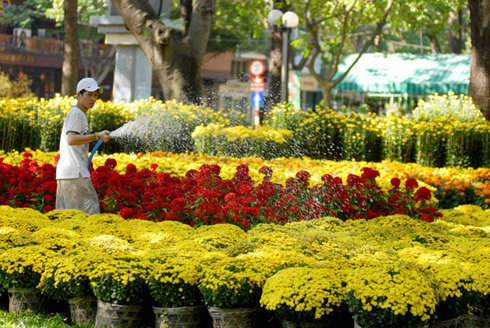 A man waters his flowers at a market in Ho Chi Minh City.  Photo: Tuoi Tre