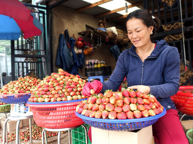 ​Expert highlights differences between Da Lat and Chinese strawberries