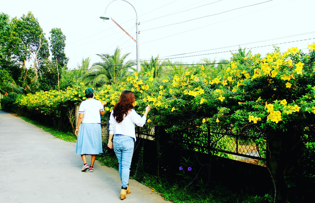 The fence is covered with golden trumpet flowers. Photo: Tuoi Tre