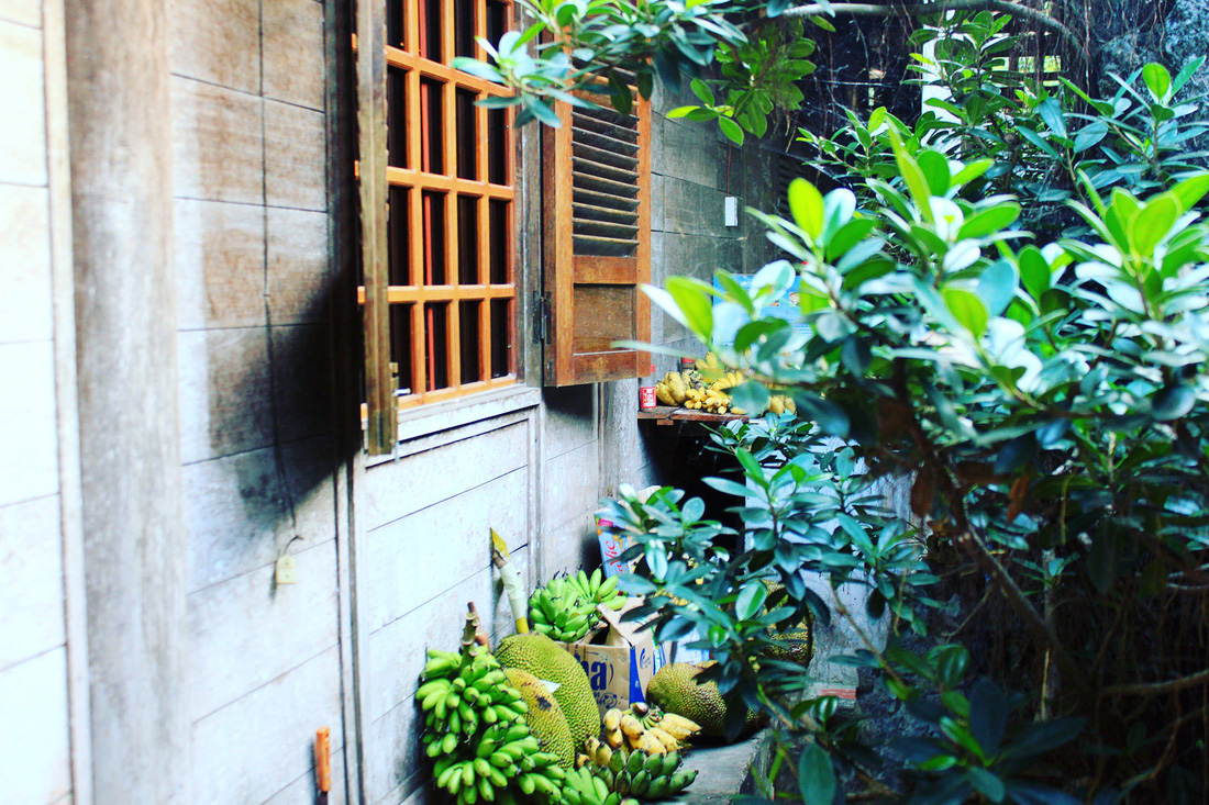 In Mr. Kiet’s house, fruits are grown and collected, making the place livelier. Photo: Tuoi Tre