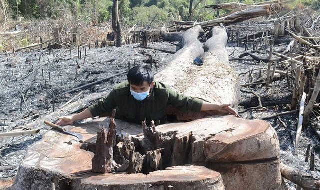 ​Prime suspect for deforestation in Vietnam’s Central Highlands arrested