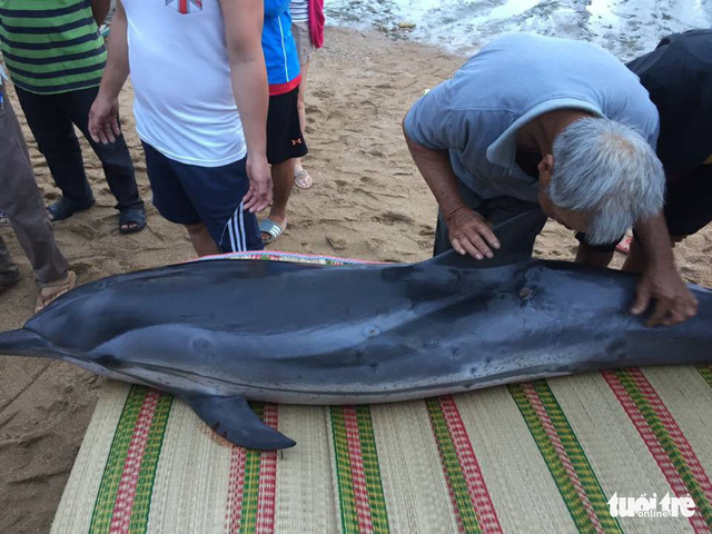 ​Dolphin washes ashore, saved in Vietnam