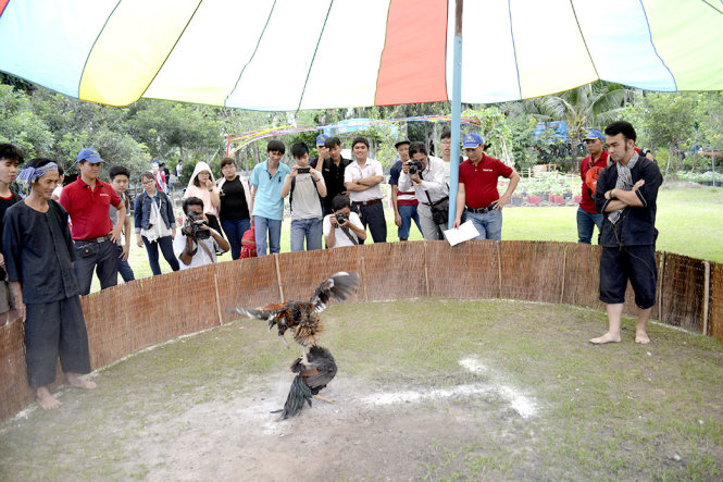 Hypocrisy at best: Is cockfighting a blood sport in Vietnam?  