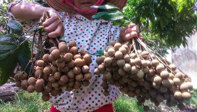 Australian officials optimistic about Vietnamese longan imports from 2019