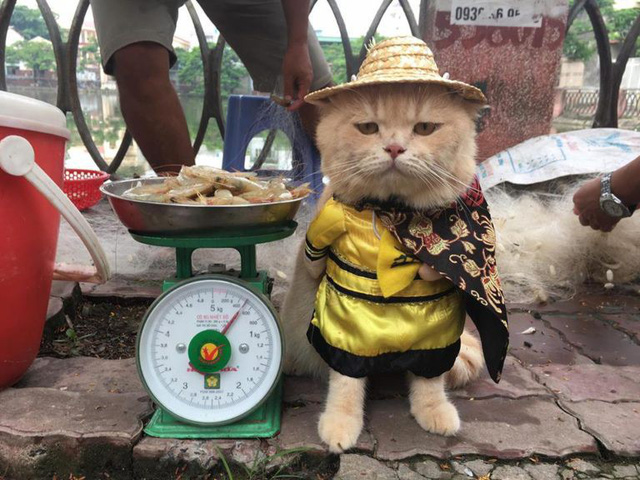 Stylish feline fishmonger a Facebook sensation in Vietnam