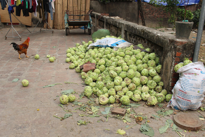 ​Hanoi farmers in distress as kohlrabi prices crash