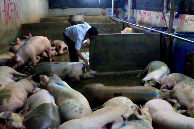Scores of pigs with sedatives found in southern Vietnam