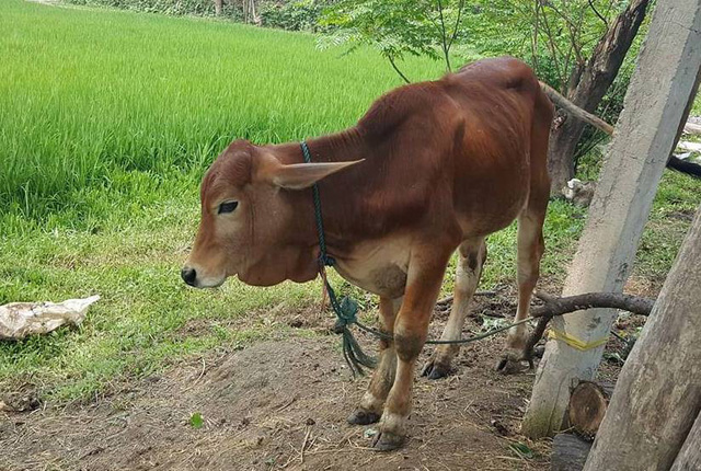 ​Vietnamese officials’ relatives slaughter cows provided for local breeding