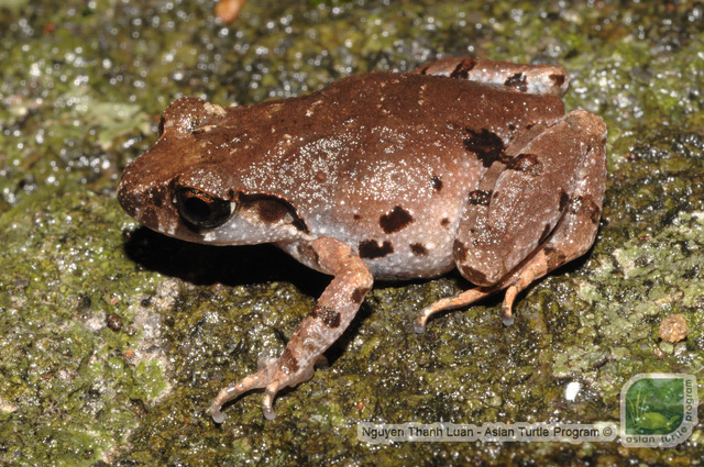 ​​New frog species identified in Da Nang