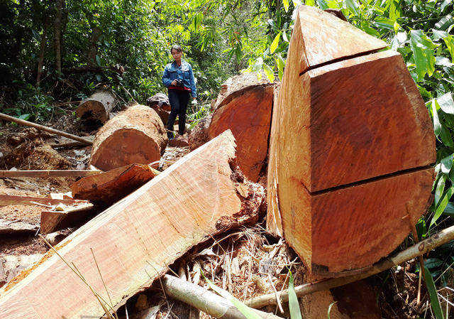 ​Successive massive illegal logging cases found in same Vietnamese province