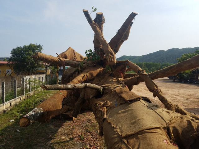 Trucks carrying giant age-old trees across Vietnam fined for overloading