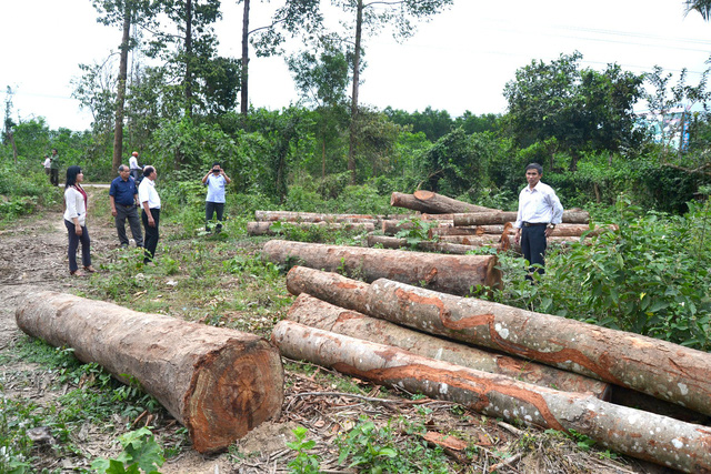 ​Investigation launched into suspicious logging in south-central Vietnam