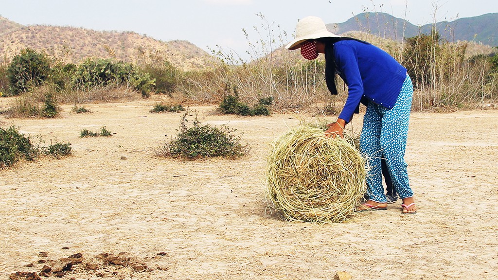 Chamaléa Thi Xuat pushes a roll of straw back to her home in order to feed her cows.